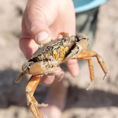 Haus Altendeich * Butjadingen