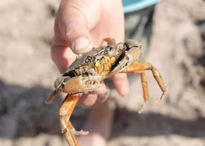 Haus Altendeich * Butjadingen